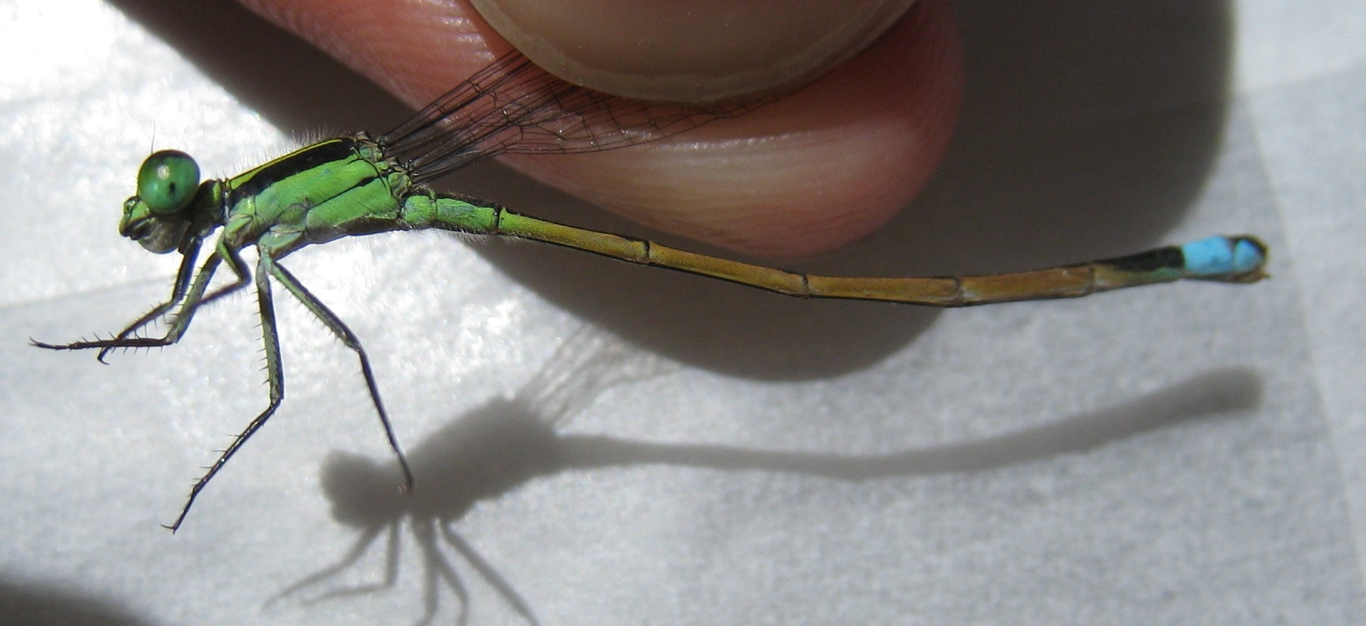 Androchrome female I. ramburii