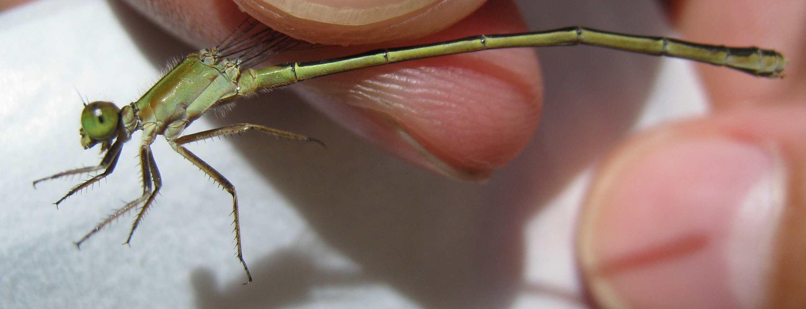 Gynochrome female I. ramburii