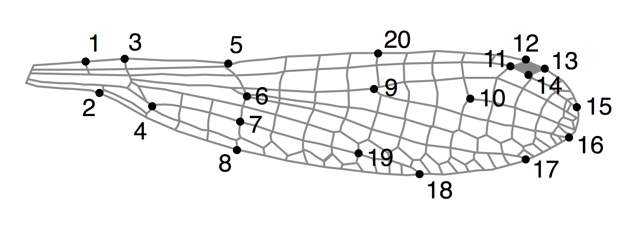 Diagram of landmarks used for morphometric analysis.